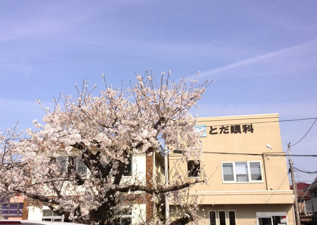 クリニック前の桜が満開です