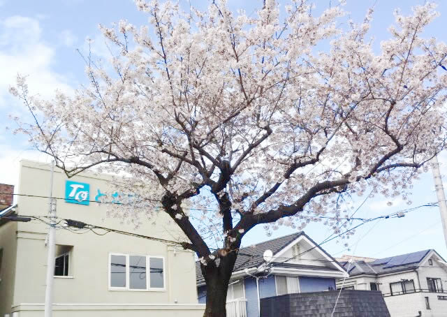 今年は少し小ぶりですがクリニック前の桜が満開です