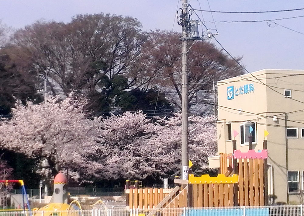 クリニック前の桜が満開を迎えました