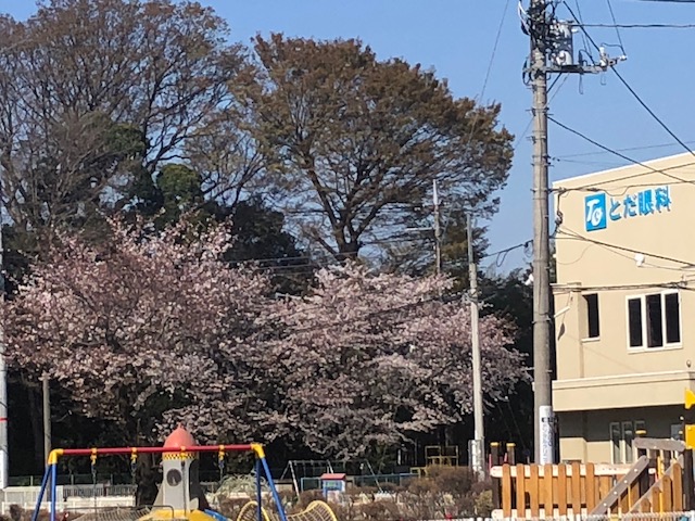 桜